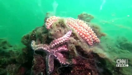 Marmara nasıl kurtulur? Eroğlu'ndan 9 maddelik çözüm önerisi