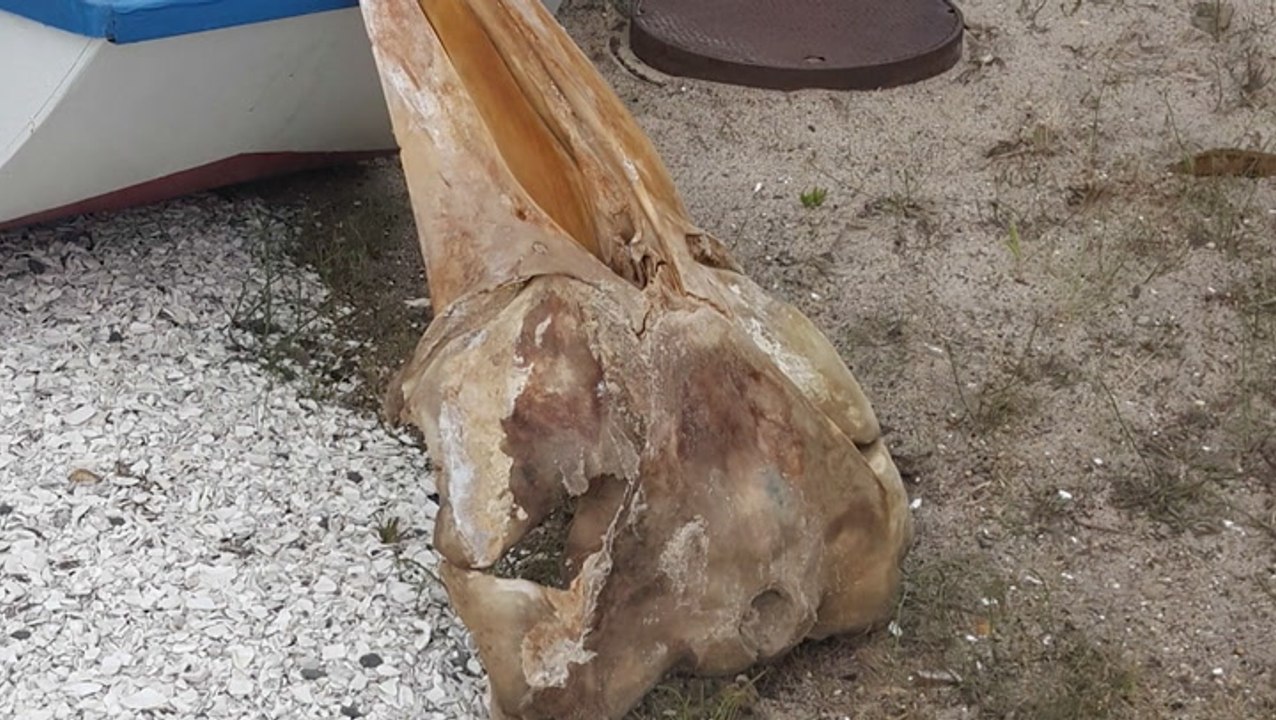 Mysterious skull washes ashore