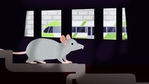 Why cities can't get rid of rats