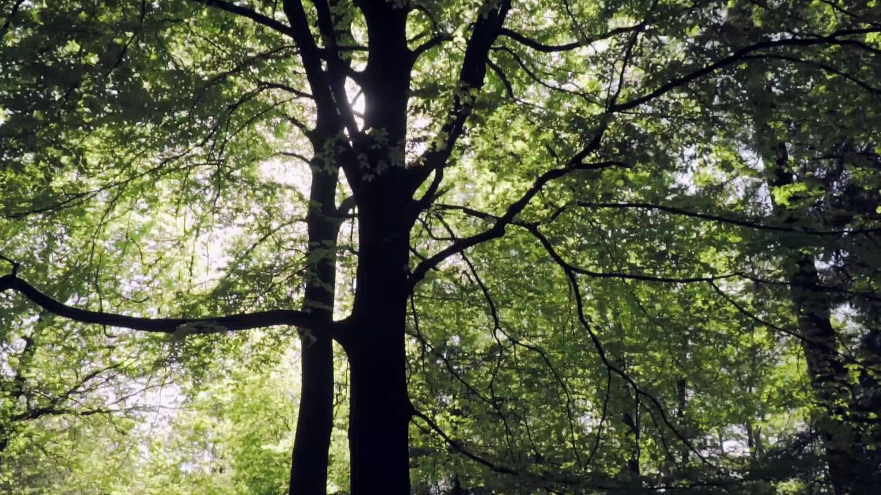 Huge trees in a large green forest