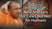 In Yogi's UP, New Shelters for Cows but Not for Humans