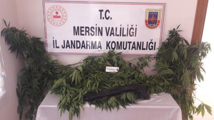 Uyuşturucu operasyonunda 84 kök Hint kenevir ele geçirildi
