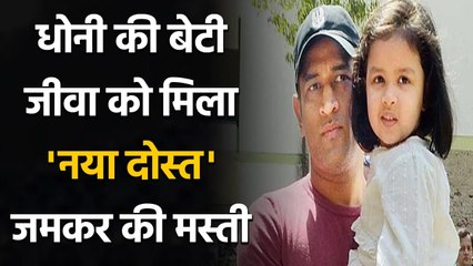 MS Dhoni's daughter Ziva Dhoni shares adorable Picture with Horse, See Pics | वनइंडिया हिंदी