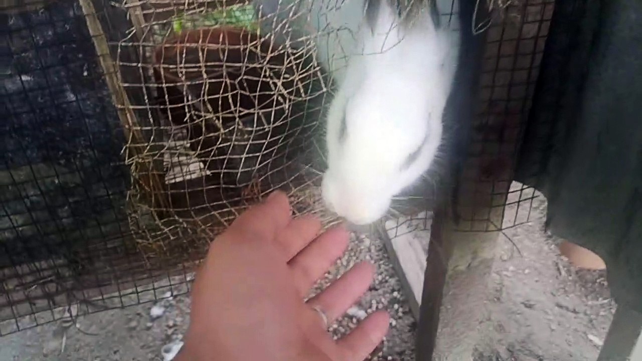New Pet