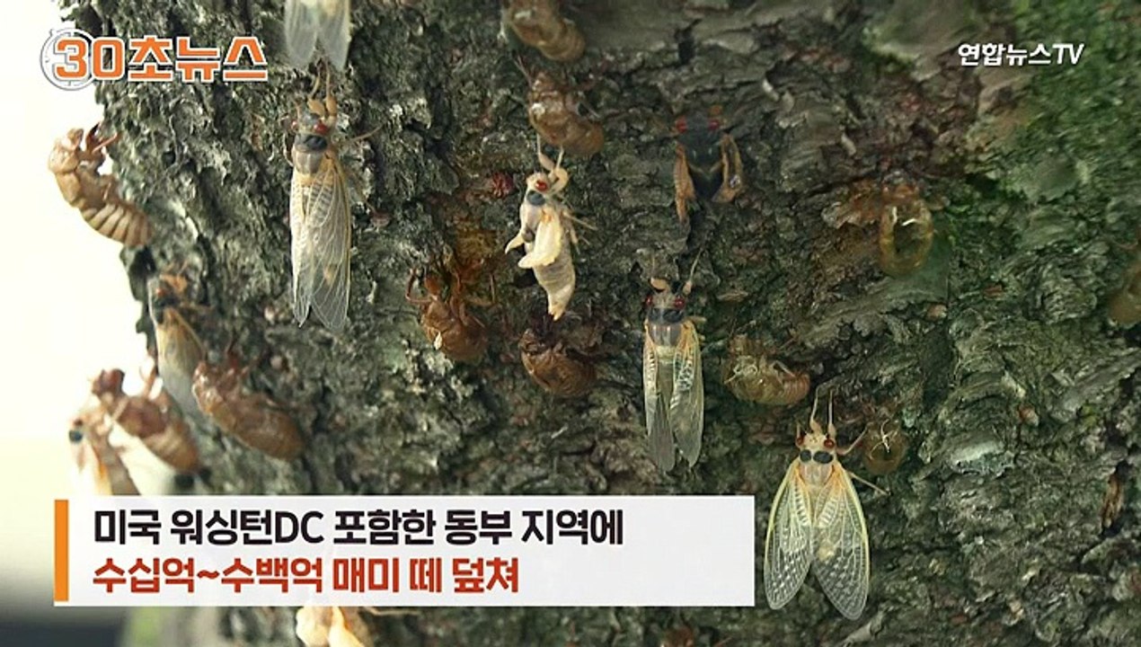 [30초뉴스] 미 동부 매미떼 습격…'섭취 조심' 이색 경고