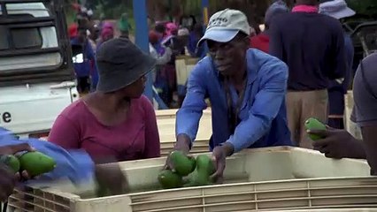 Kampf den Avocado-Dieben in Südafrika