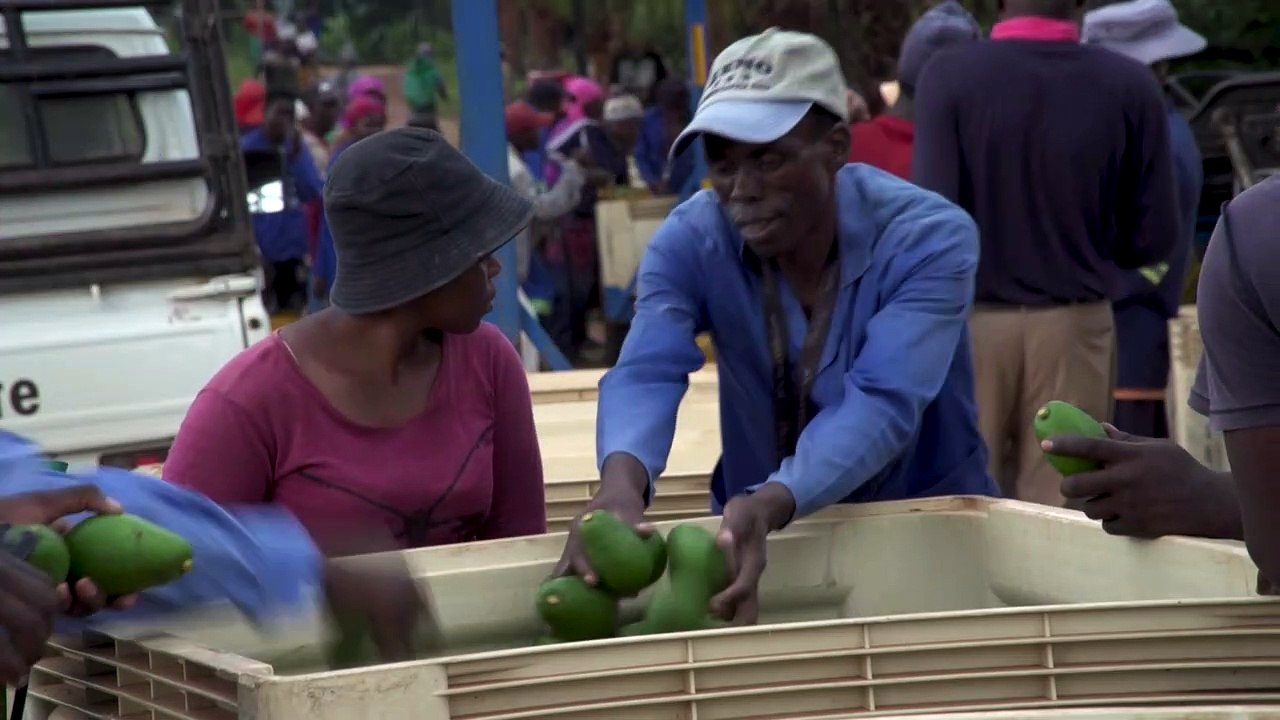 Kampf den avocado-dieben in südafrika