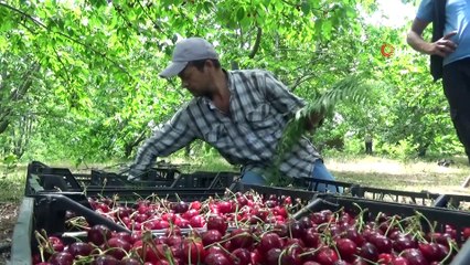 Havran’da Kazdağları’nın eteklerinde kiraz hasadı başladı