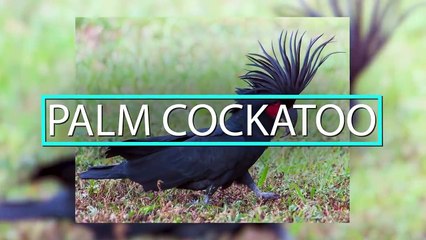 10 Most Expensive Pets In The World