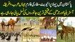 Pakistan's First Private Safari Farm - All Expensive and Rare Animals' Breeding in One Place