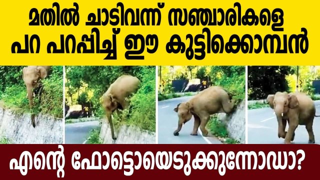 Elephant attack in Mettupalayam to Ooty road