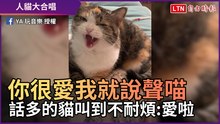 你很愛我就說聲喵 話多的貓叫到不耐煩：愛啦！