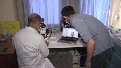 Anadolu'da yeni keşfedilen yararlı böcek türü, Aziz Sancar'ın ismiyle anılacak