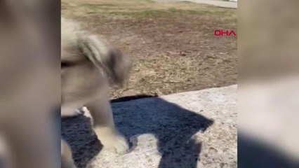 ÇEŞME'DE YAVRU 3 KÖPEK KATLEDİLDİ