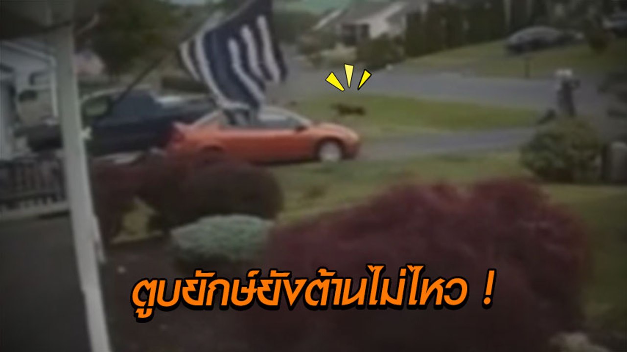 ยังกะทอร์นาโด ! เปิดนาทีลมทรงพลังพัดหนัก ทำตูบยักษ์ 32 กก. ถึงกับปลิว