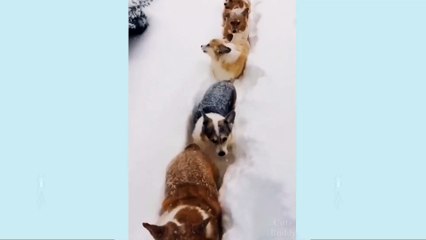 Husky dogs rip off snow