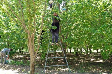 Doğu Anadolu'nun kiraz ihtiyacı "Doğu'nun Çukurovası"ndan karşılanıyor