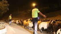 Hakkari-Van Yolunda polis eskortluğunda 10 bin koyun geçişi
