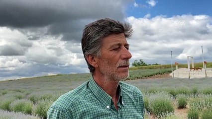 EDİRNE - Mor renge boyayan lavantalar çiçek açmaya başladı