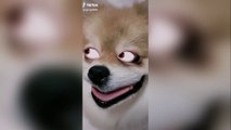 Cute and Funny Animal Tik Toks to Brighten Up your Day_rolling_on_the_floor_laughing_ ~ FunnyPetto ( 1080 X 1920 )