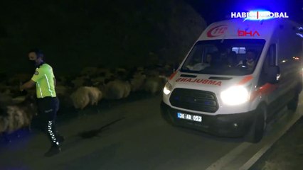 10 bin koyun polis eskortluğunda böyle geçiş yaptı! Görüntüler inanılmaz