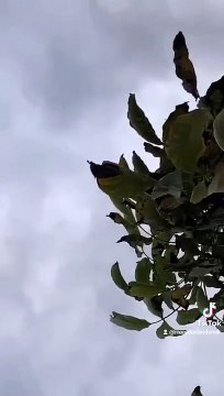 Makedonski dunek, macedonian donek, pacali donek, animal, pet, pigeons, guvercin