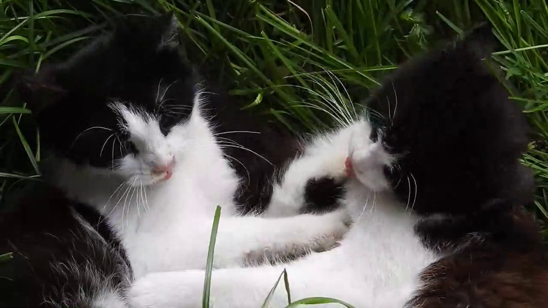 Cat || my lovely cat