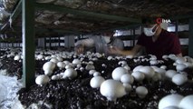 Hobi olarak başladığı kültür mantarı yetiştiriciliğinde siparişlere yetişemiyor