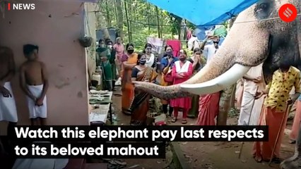Watch this elephant pay last respects to its beloved mahout 