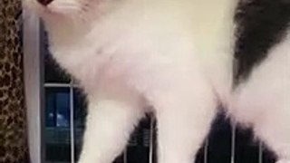 #Funniest Animals Real  - Best Of The 2020 #Funny Animals Videos - Try Not To Laugh #comedy #shorts