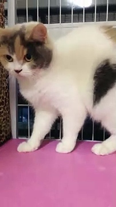 #Funniest Animals Real  - Best Of The 2020 #Funny Animals Videos - Try Not To Laugh #comedy #shorts