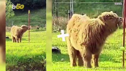 Highland Calf Surprises Family While ‘Playing Swingball’ in Their Garden