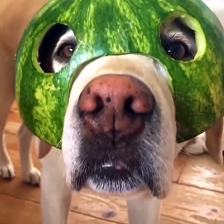 Cute baby animals Videos Compilation cute moment of the animals #58