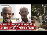 Haryana Election: Farmer Distress And Problem Of Stray Cattle in Haryana
