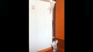 Funny videos of cute pets