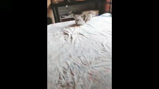 Funny videos of pets