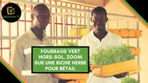 Burkina Faso : Fourrage vert hors-sol, zoom sur une riche herbe pour bétail