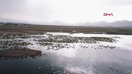 FLAMİNGOLAR HÜRMETÇİ SAZLIĞI'NDA