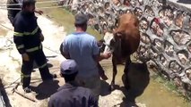 Su kanalına düşen inek itfaiye ekiplerince kurtarıldı