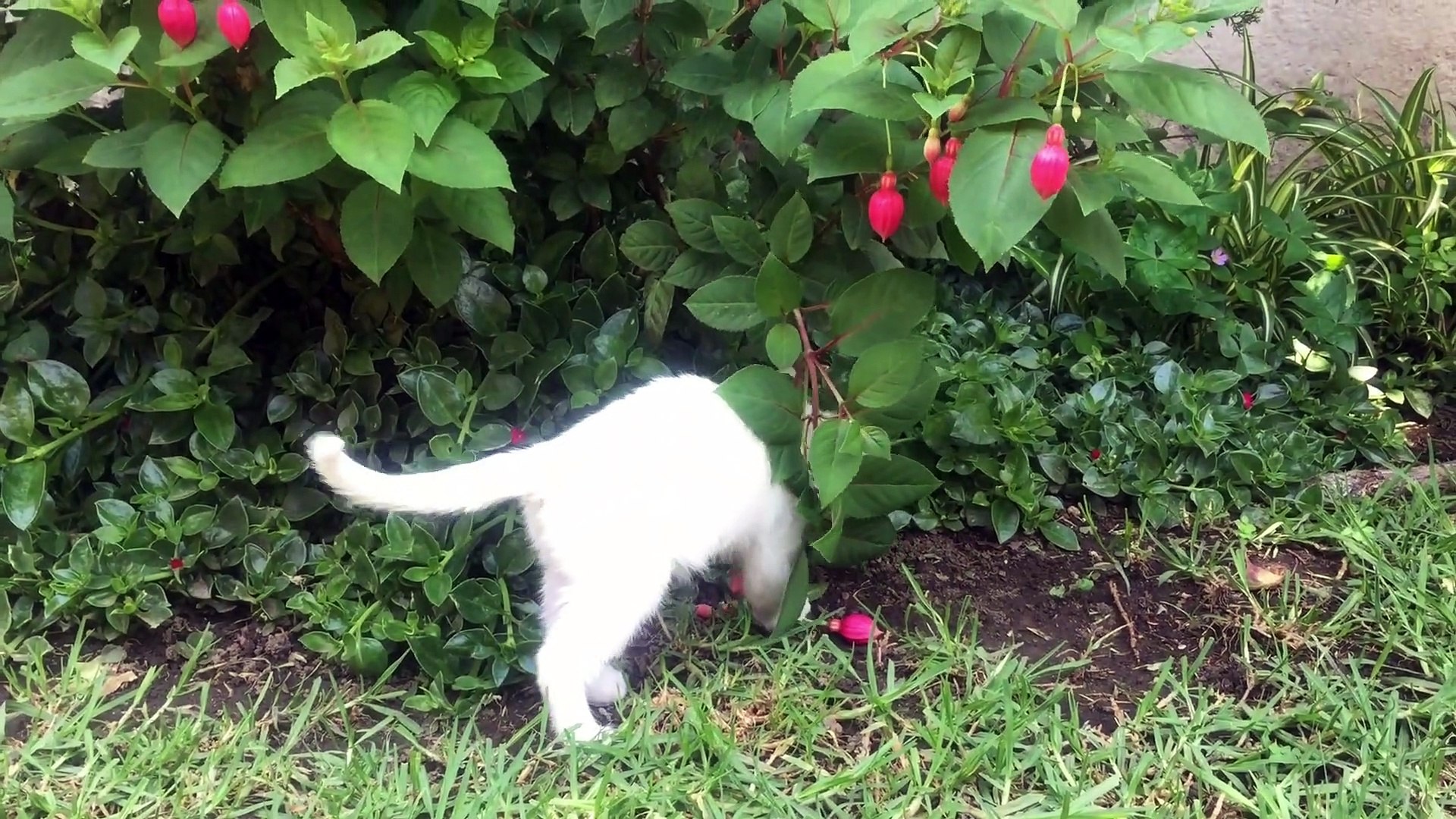 ⁣My cute cat || cute cat || lovely cat
