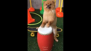 Funniest Cats  And Dogs  -Try Not To Laugh Challenge 2020​​  Cutest Lands