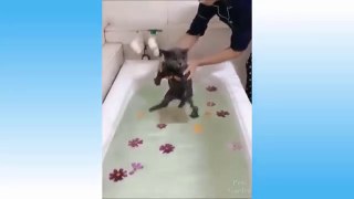 Funniest  Dogs and  Cats - Awesome Funny Pet Animals Videos
