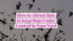 How to Attract Bats to Keep Bugs Under Control in Your Yard