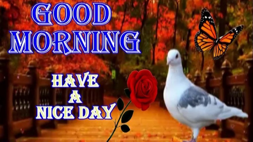 good morning wishes video with english voice lyrics | good morning status | Good  morning whatsapp status | good morning messages | good morning quotes -  CenturyLink