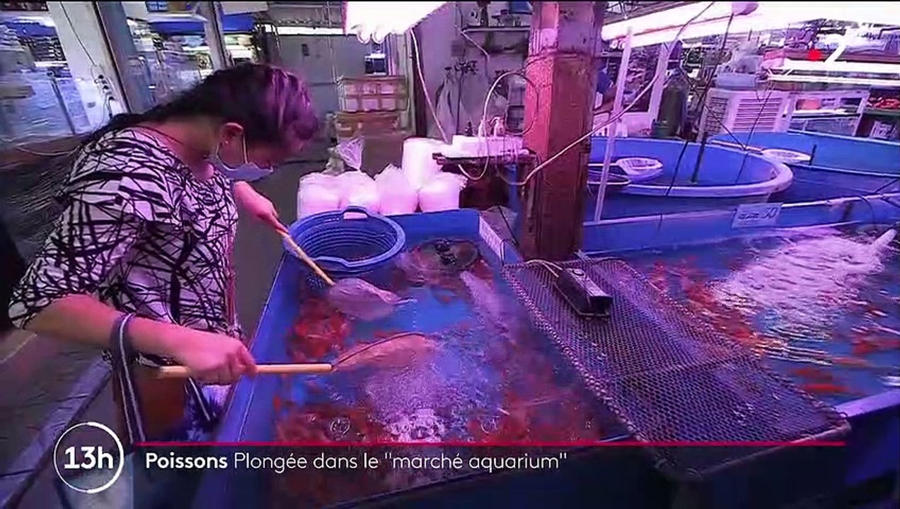 Thaïlande : à la découverte du plus grand marché aux poissons d'aquarium du monde
