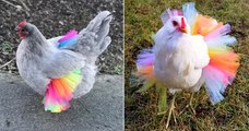 Le tutu pour poule, la nouvelle tendance (inattendue) qui enflamme le web
