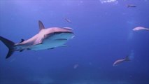 Sharks Might Be Able to Help Predict Tropical Storms
