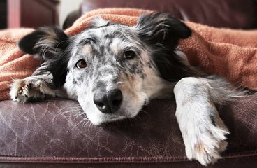Returning to the Office? Prepare Your Dog With These Expert-Backed Tips