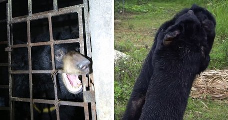 Vietnam : deux ours noirs, retenus prisonniers dans un sous-sol sombre pendant 17 ans, ont été sauvés par une association