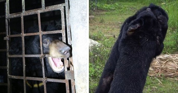 Vietnam : deux ours noirs, retenus prisonniers dans un sous-sol sombre pendant 17 ans, ont été sauvés par une association